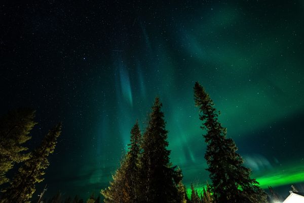 Stunning aurora borealis illuminating a starry night sky above tall pine trees. Espace 4K