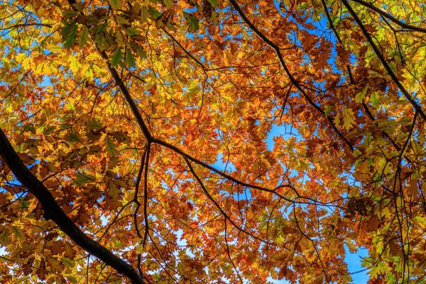 Stunning autumn leaves in vibrant yellow and orange against a clear blue sky. Abstrait 4K