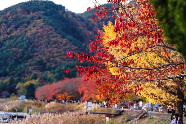 Stunning autumn scene with red and yellow foliage against a mountain backdrop. Abstrait 4K