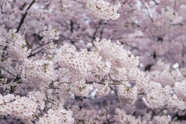 Stunning cherry blossom tree with delicate pink flowers in springtime. Anime 4K