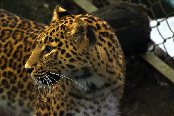 Stunning close-up of a spotted leopard in Darjeeling Zoo, India. Nature 4K