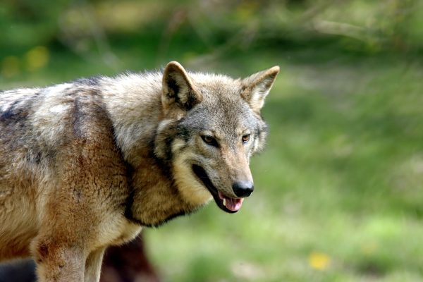 Stunning close-up portrait of a wild wolf in a natural outdoor setting, showcasing its striking features. Animaux 4K