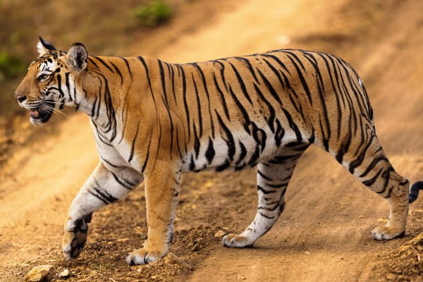 Stunning image of a Bengal tiger walking on a dirt path in Karnataka's wilderness. Animaux 4K