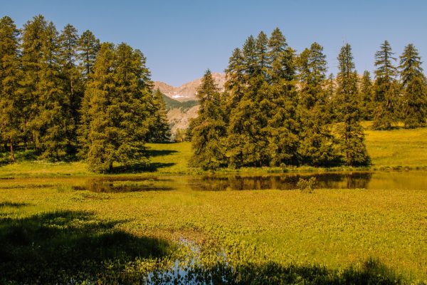 Stunning landscape in Cervières with lush greenery, alpine trees, and clear sky. Nature 4K