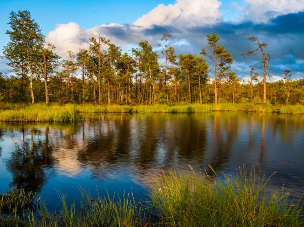 Stunning landscape with trees reflecting on a serene lake in Jonkoping, Sweden, during summer. Nature 4K