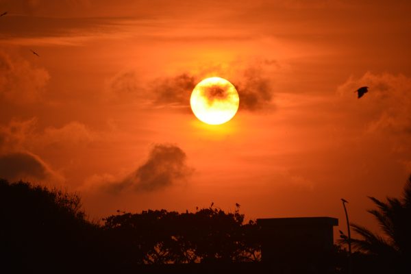 Stunning sunset with vivid orange sky and silhouetted trees and birds. Dark 4K