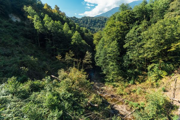 Stunning view of a forested valley in Гагра, showcasing lush greenery and mountainous terrain. Nature 4K