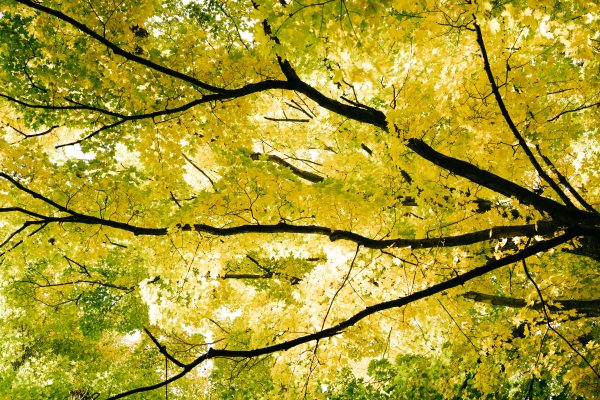 Stunning view of lush yellow maple leaves in fall captured from below, Saegertown, PA. Nature 4K