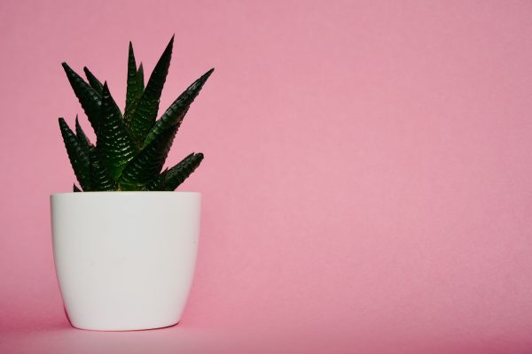 Stylish minimalist image of a green succulent in a white pot against a pink background. Minimaliste 4K