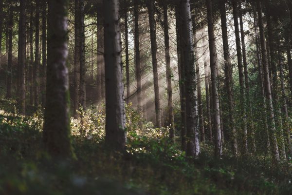 Sunbeams breaking through a tranquil forest canopy, illuminating lush undergrowth. Nature 4K