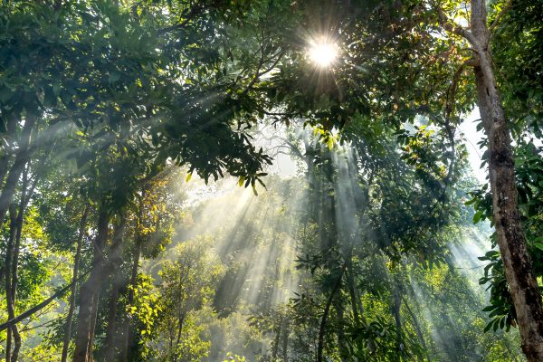 Sunbeams filter through dense forest foliage, creating a serene and vibrant atmosphere. Nature 4K