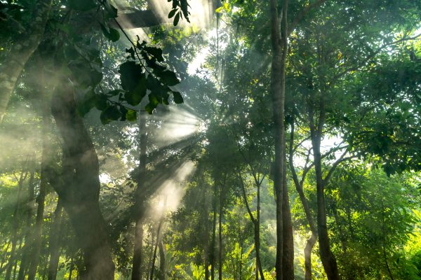 Sunbeams filtering through a lush forest canopy create a serene natural scene. Nature 4K