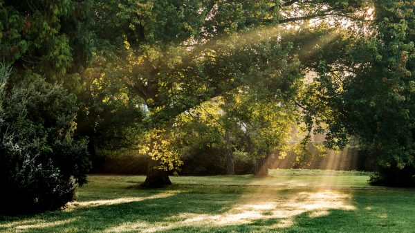 Sunbeams through lush trees in a tranquil park setting in Gotha, Thuringia. Nature 4K