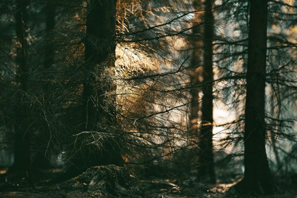Sunlight creates a serene atmosphere as it filters through dense forest trees, adding a touch of warmth. Dark 4K