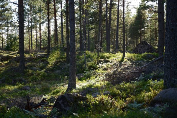 Sunlight filtering through tall pine trees in a tranquil forest setting. Nature 4K