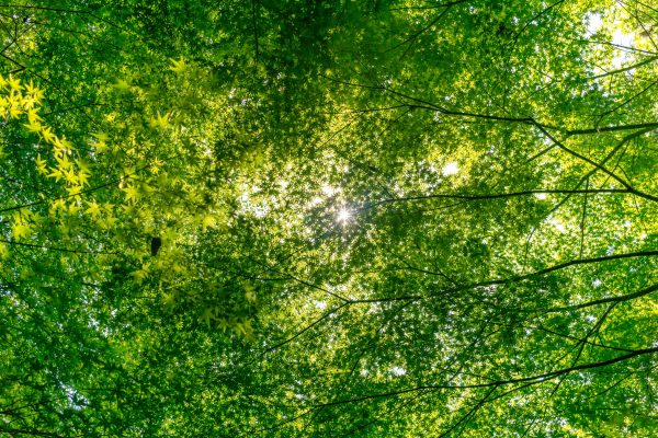 Sunlight filtering through vibrant Japanese maple leaves in Nagoya, Japan. Nature 4K