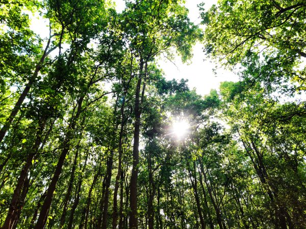 Sunlight filters through a dense green forest creating a serene and natural atmosphere. Nature 4K