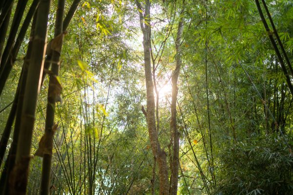 Sunlight filters through a lush bamboo forest, creating a serene natural scene. Nature 4K