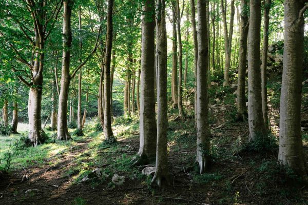 Sunlight filters through trees in Campitello Matese forest, Molise, Italy. Nature 4K