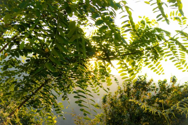Sunlight filters through vibrant green leaves in a serene forest setting in Pazar, Rize, Türkiye. Nature 4K