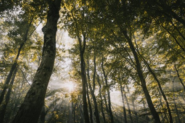 Sunlight streams through a quiet forest, creating a peaceful and serene atmosphere. Nature 4K