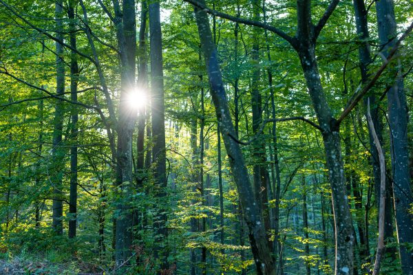 Sunlight streams through lush green forest trees, creating a serene woodland scene in Podgarić. Nature 4K