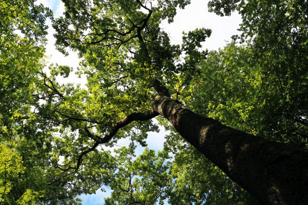 Sunlit forest canopy viewed from below, showcasing vibrant greens. Nature 4K
