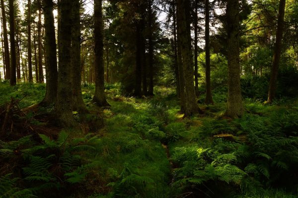 Sunlit forest scene with tall trees and lush ferns in natural park setting. Nature 4K