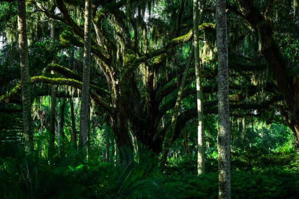 Sunlit forest showcasing vibrant greenery and moss-covered branches, exuding a serene natural beauty. Nature 4K