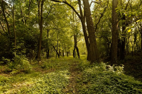 Sunlit path through a vibrant lush green forest during daytime, surrounded by tall trees and dense greenery. Nature 4K