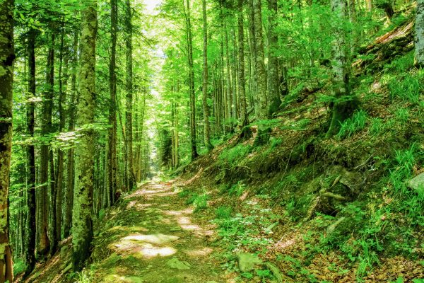 Sunny forest path surrounded by tall green trees in spring, creating a tranquil nature scene. Nature 4K