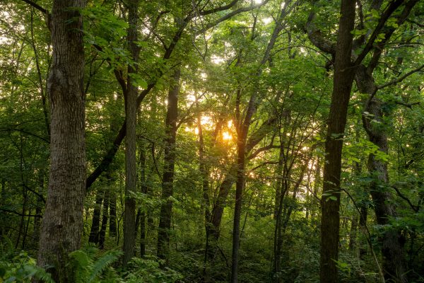 Sunset casting warm glow through dense green forest in Trevino, Wisconsin. Nature 4K