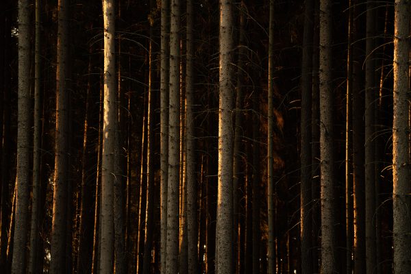 Tall trees in a dark forest illuminated by golden hour light. Dark 4K