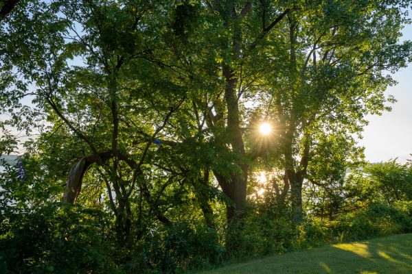 The sun shines through dense, lush trees near the water in Stockholm, WI. Nature 4K