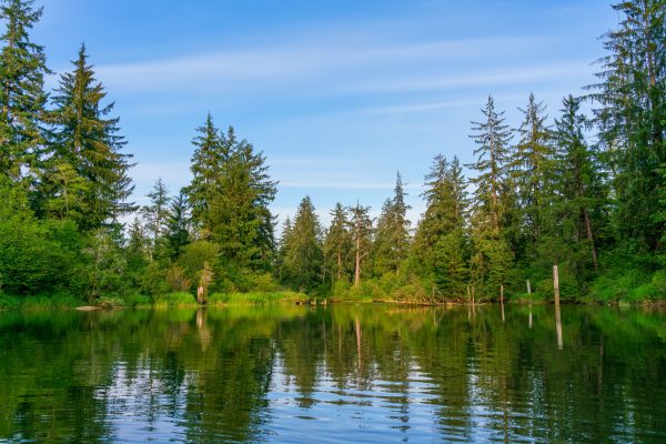 Tranquil forest lake with lush trees reflected in calm water under a clear blue sky. Nature 4K