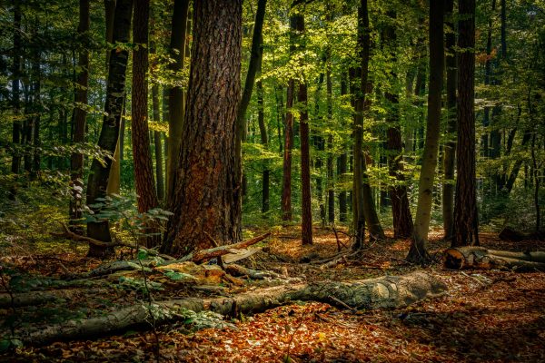 Tranquil forest with sunlight filtering through trees, highlighting the serene woodland floor. Nature 4K