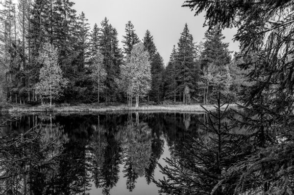 Tranquil lake reflecting dense forest in black and white, creating a peaceful and natural ambiance. Nature 4K
