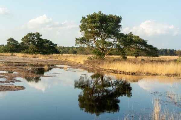 Tranquil lakeside scene with trees and reflections under a clear spring sky. Nature 4K