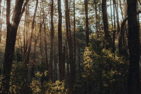 Tranquil scene of sunlight streaming through tall forest trees. Nature 4K