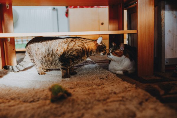Two adorable cats meet under a wooden table, showcasing a cozy indoor moment. Nature 4K