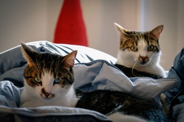 Two adorable tabby cats lounging on a cozy bed indoors, captured in natural light. Nature 4K