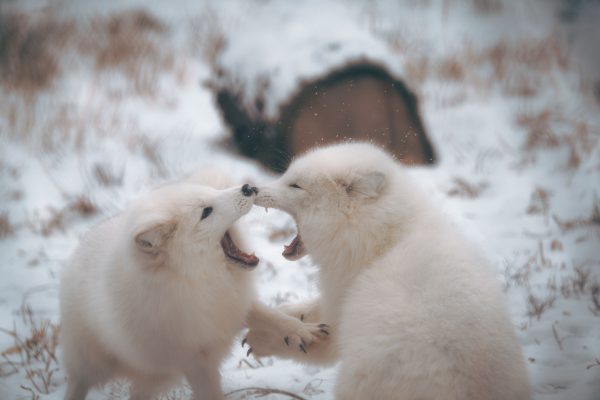 Two arctic foxes playfully interacting in a snowy winter scene. Animaux 4K