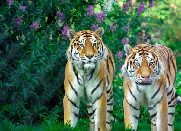 Two Bengal tigers standing in vibrant greenery with wildflowers. Captivating wildlife imagery. Animaux 4K
