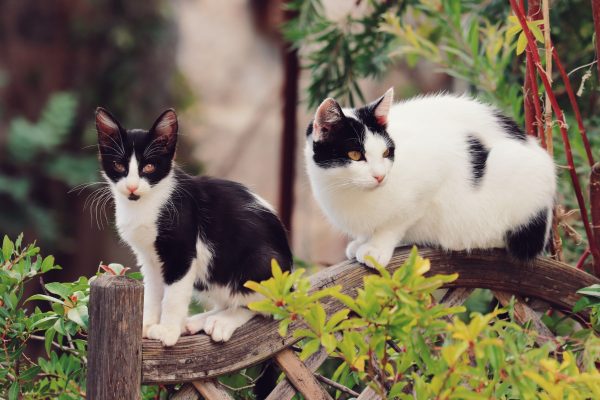 Two bicolor cats perched on a rustic wooden fence amidst garden greenery. Nature 4K