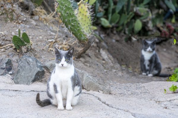 Two gray and white cats sitting among cacti in a rugged outdoor environment. Nature 4K