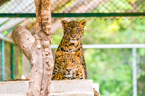 Two leopards resting in a zoo enclosure, surrounded by greenery and a tree trunk. Nature 4K