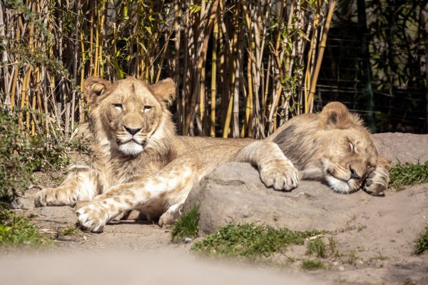 Two lions resting in their habitat at a zoo, showcasing their majestic presence. Nature 4K