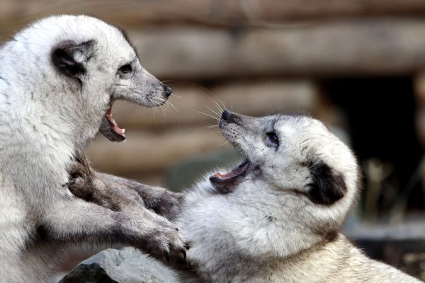 Two young arctic foxes playfully interacting, showcasing natural behavior. Animaux 4K