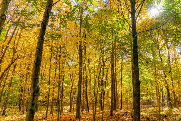 Vibrant autumn landscape in Southborough, MA, showcasing golden forest leaves under sunlight. Nature 4K