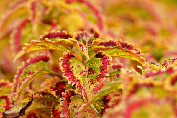 Vibrant close-up of colorful coleus leaves with autumn-like hues. Abstrait 4K